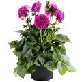 Georginer 'Dahlia hybrid' 21 cm potte